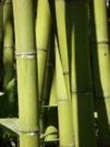Bambus Darstellung